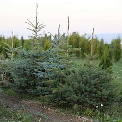 Ель колючая "Глаука" (Glauca)