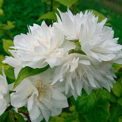 Чубушник "Миннесота Сноуфлейк" (Minnesota Snowflake)