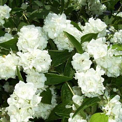 Чубушник "Букет Бланк" (Bouquet Blanc)