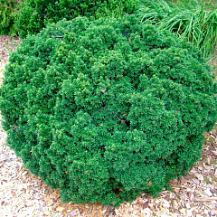 Тис ягодный "Грин Диамонд" (Green Diamond)