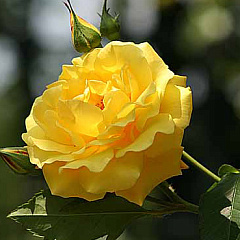 Роза плетистая "Голдштерн" (Goldschtern)