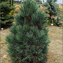 Сосна кедровая европейская "Глаука" (Glauca)
