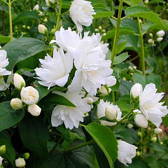 Чубушник "Жирандоль" (Girandole)
