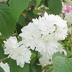 Чубушник "Розаце" (Rosace) ИХ