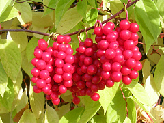 Лимонник китайский